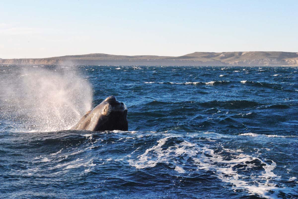 Baleine - Peninsula del Valde¦üs - Patagonie