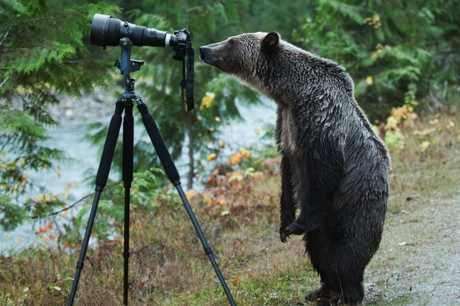 Photographes animaliers