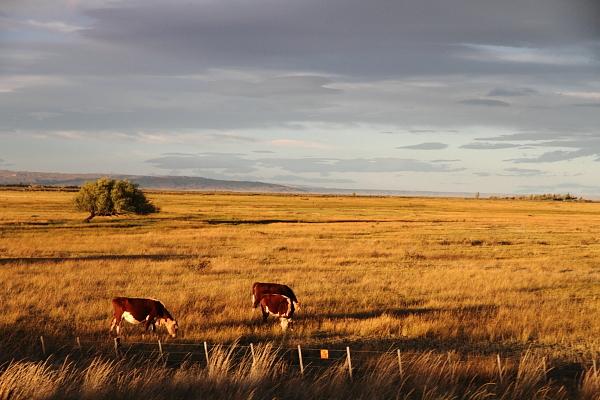 Vaches de Patagonie