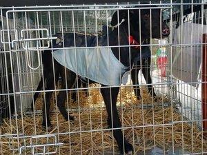 Trans'pet transporteur 1er classe des chiens d'espagne en cas de fatigue il y a un 3eme chauffeur a 4 pattes lol. Exemple de trajet chaque mois.