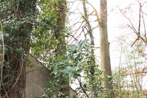 Eriobotrya japonica, suite