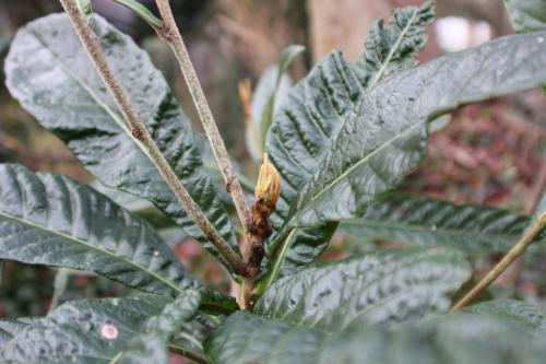 Eriobotrya japonica, suite