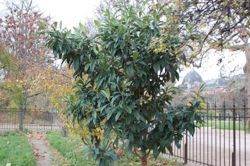 Eriobotrya japonica, suite