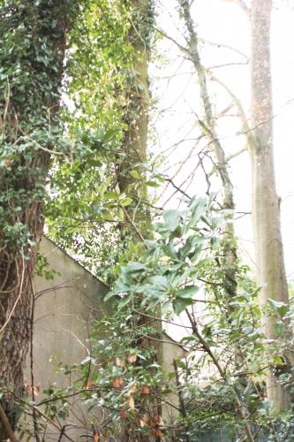 Eriobotrya japonica, suite