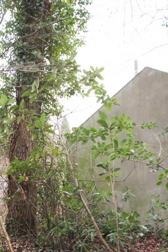 Eriobotrya japonica, suite