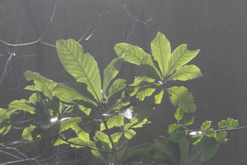 Eriobotrya japonica, suite