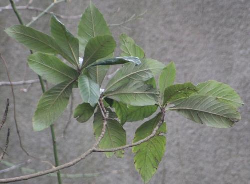 Eriobotrya japonica, suite