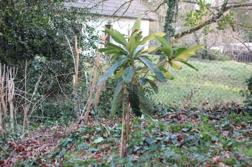 Eriobotrya japonica, suite