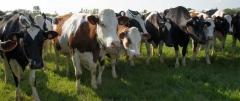 L'agriculture biologique sans pesticides, rentable et productive, peut nourrir l'humanité agricutlure biologique,études,inra,rentabilité,productivité,nourriture,faim dans le monde,gaspillage,conventionnelle