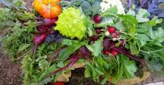 L'agriculture biologique sans pesticides, rentable et productive, peut nourrir l'humanité agricutlure biologique,études,inra,rentabilité,productivité,nourriture,faim dans le monde,gaspillage,conventionnelle