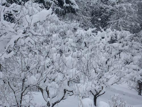 photos prises samedi matin le 01.02.2015 vers 10 heures