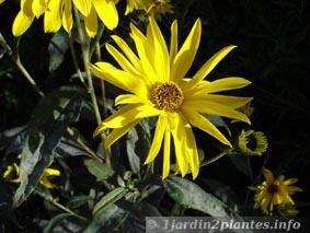 Un légume-racine à jolies fleurs jaunes: le topinambour