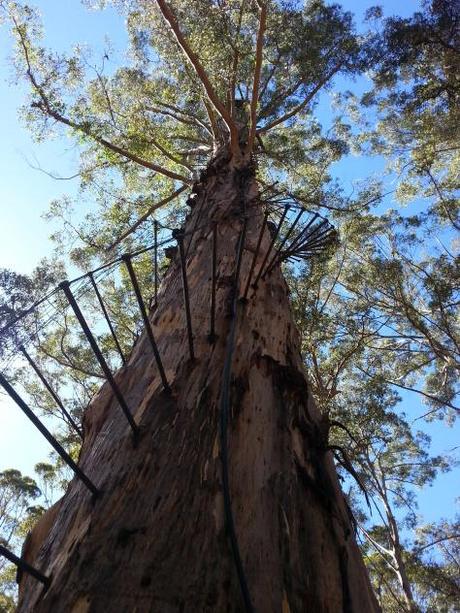 Tree climbing Northcliffe