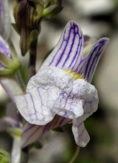 Linaire rampante (Linaria repens)