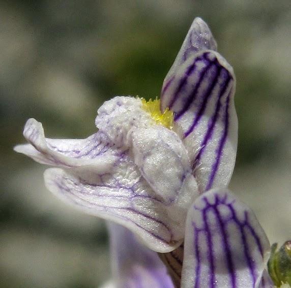 Linaire rampante (Linaria repens)