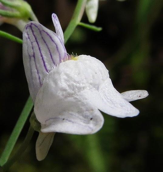 Linaire rampante (Linaria repens)