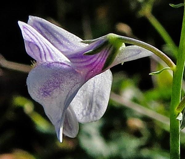 Linaire rampante (Linaria repens)