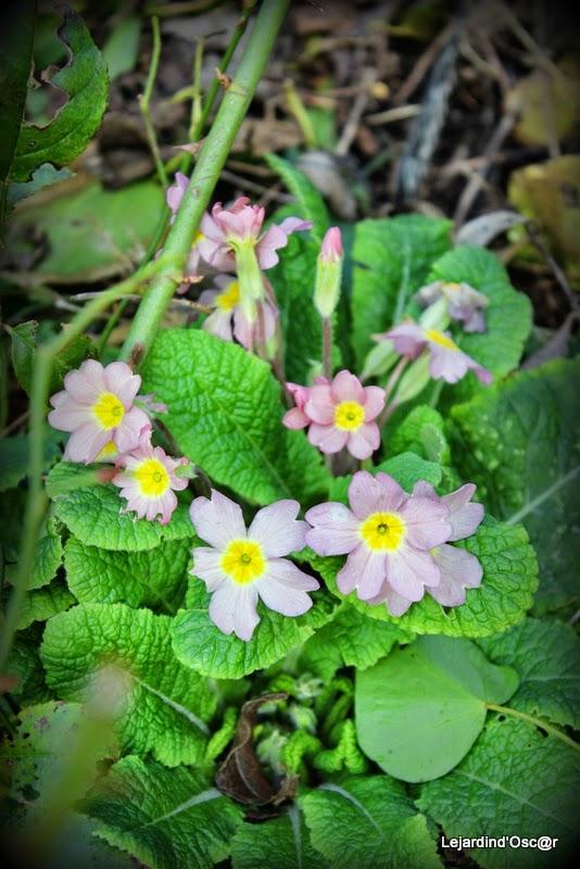 Un peu de couleurs...