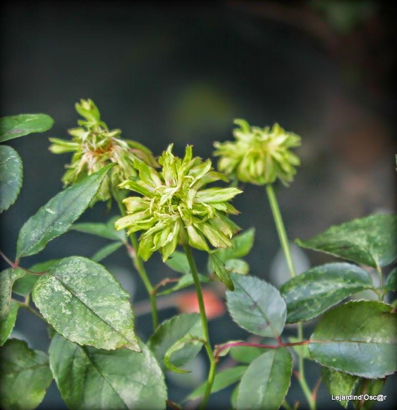 Un peu de couleurs...