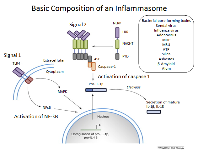 #trendsincellbiology #inflammasome #pyroptose #caspase-1 Mécanismes d’activation des inflammasomes : récentes avancées et éclairages nouveaux