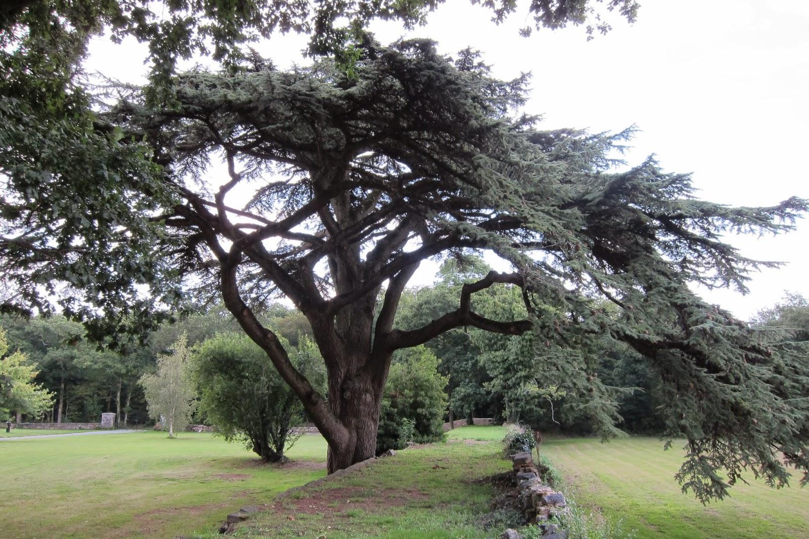 grand arbre breton