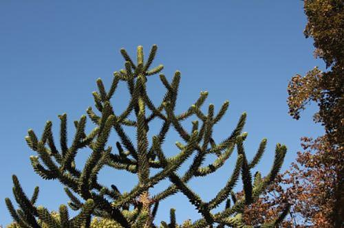 Wollemia et Stegosaurus en direct du Jurassique