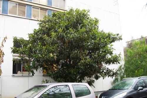 Wollemia et Stegosaurus en direct du Jurassique