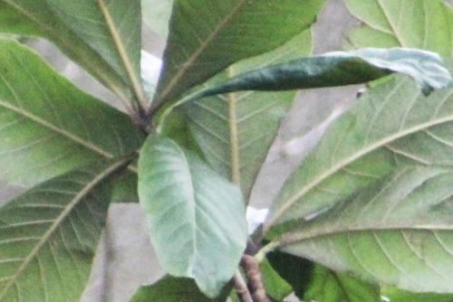 Wollemia et Stegosaurus en direct du Jurassique