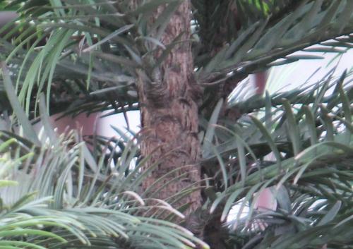 Wollemia et Stegosaurus en direct du Jurassique