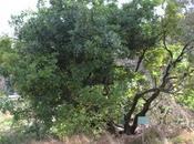 floraison l'arbousier