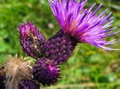 Cirse marais (Cirsium palustre)