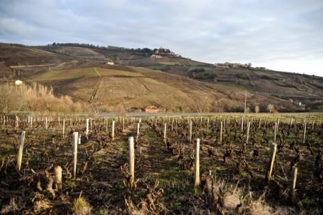 Le vignoble français 100% bio dans vingt ans : et pourquoi pas ?
