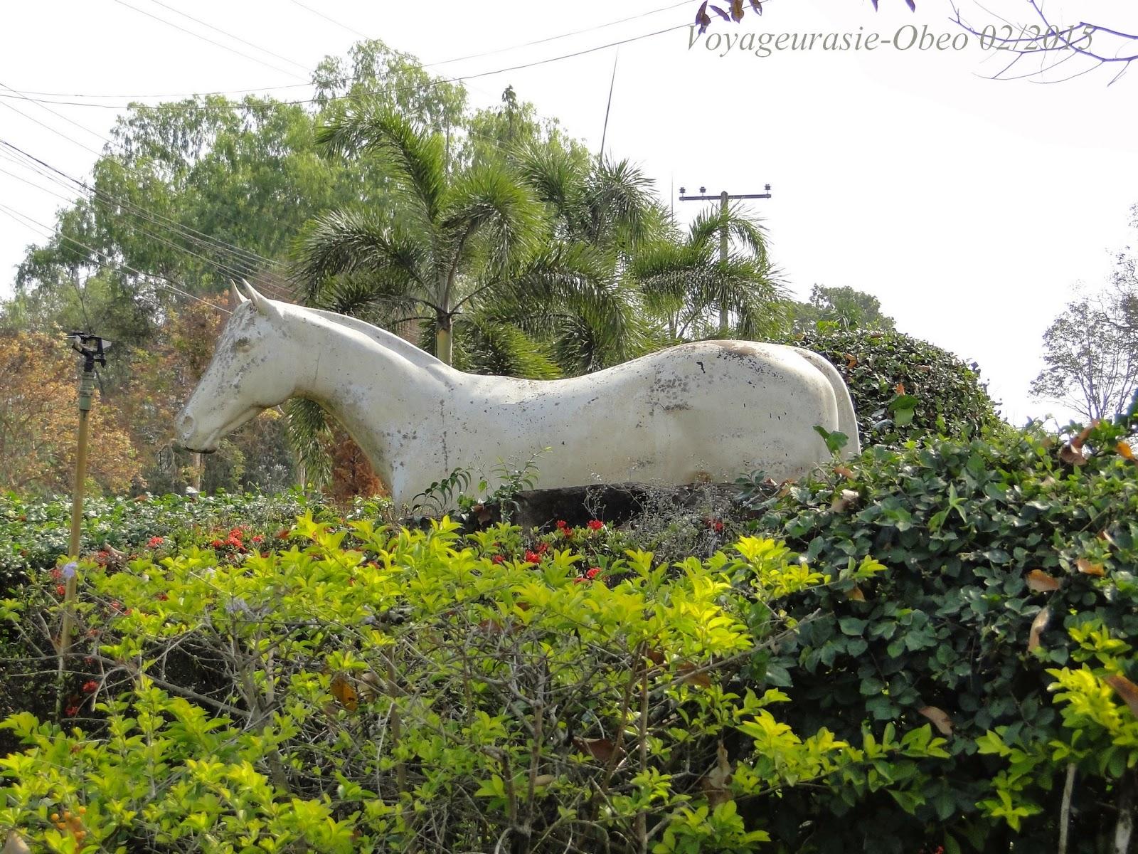 Les chevaux d'Udon-Thani
