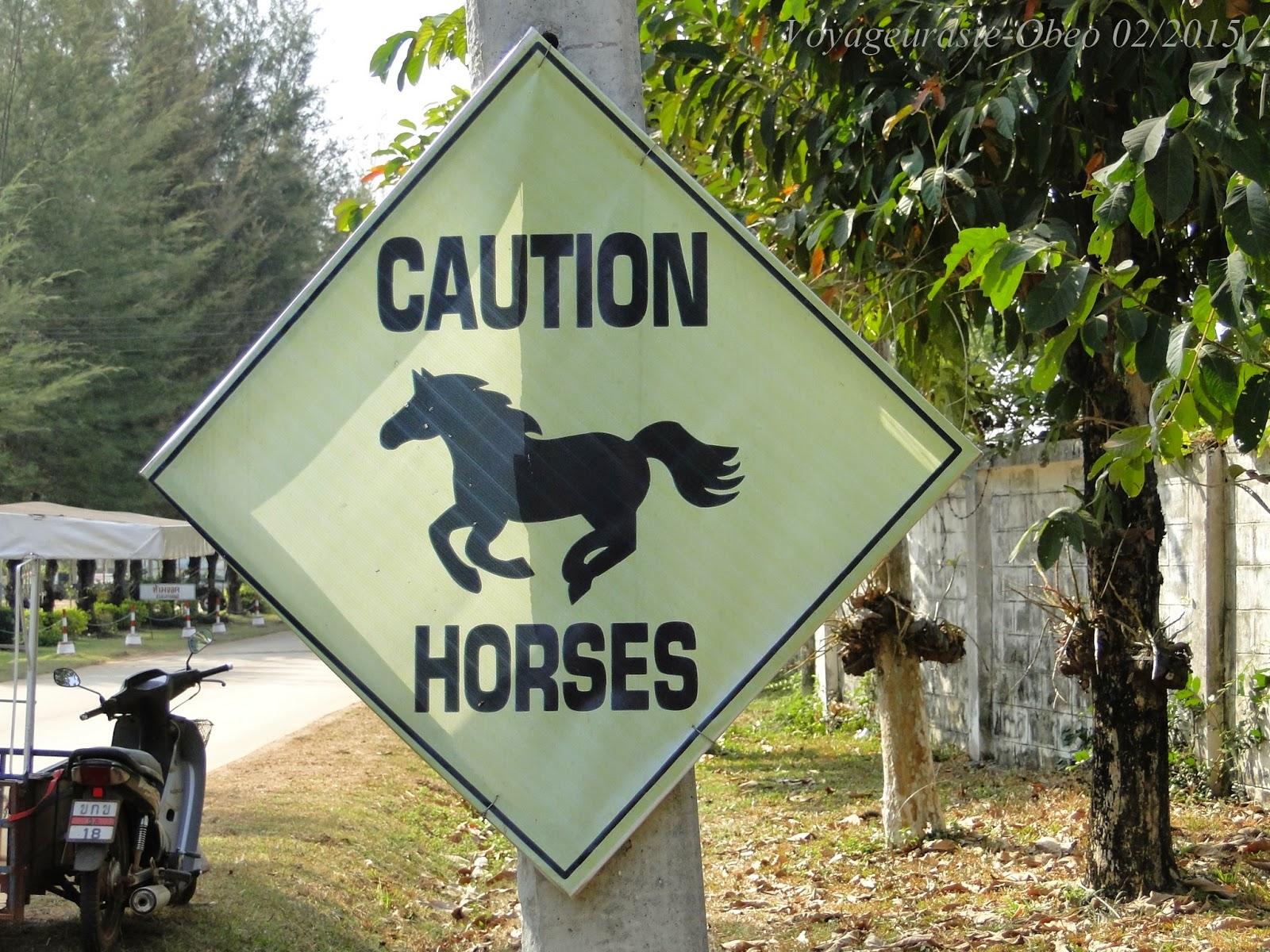 Les chevaux d'Udon-Thani