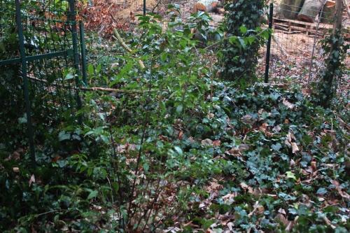 Euonymus, Ceanothus et Viburnum pour la haie