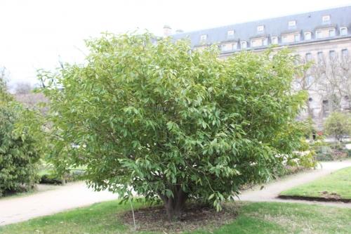 Euonymus, Ceanothus et Viburnum pour la haie