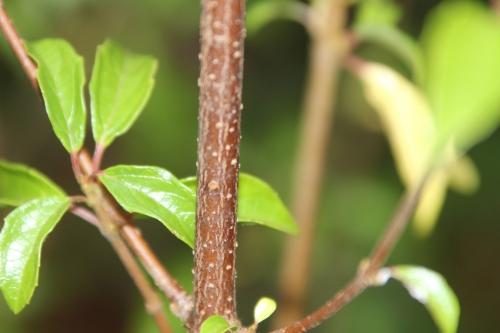 Euonymus, Ceanothus et Viburnum pour la haie