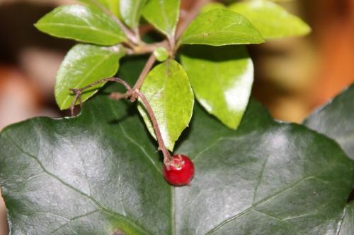 Euonymus, Ceanothus et Viburnum pour la haie