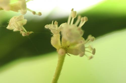 Euonymus, Ceanothus et Viburnum pour la haie