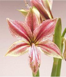 Une plante à bulbe à fleur: l'amaryllis