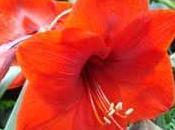 plante bulbe fleur: l'amaryllis