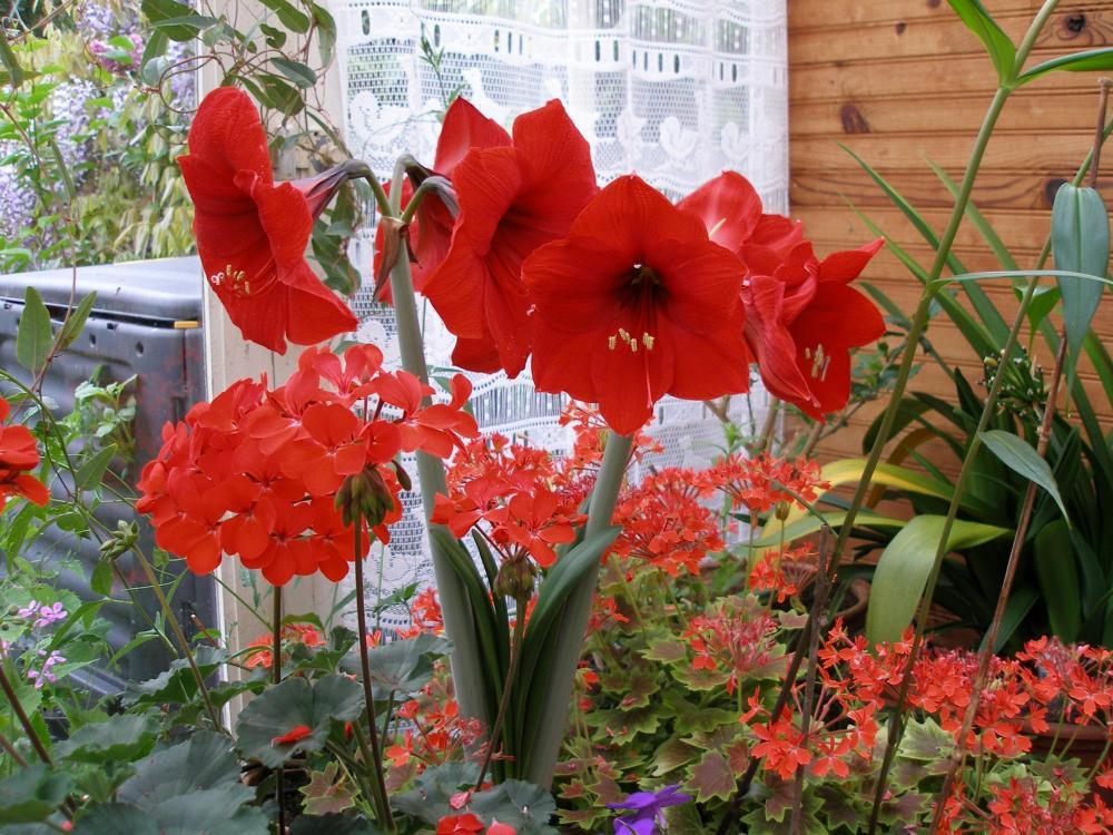 Une plante à bulbe à fleur: l'amaryllis