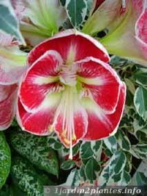Une plante à bulbe à fleur: l'amaryllis