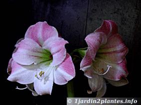 Une plante à bulbe à fleur: l'amaryllis