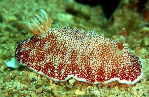 Chromodoris-reticulata