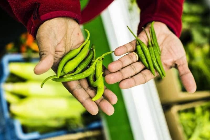 Tendlichi Bhaji - Courge écarlate - Ivy Gourd