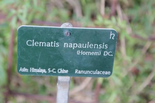 Clematis napaulensis