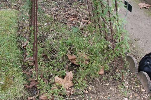 Clematis napaulensis