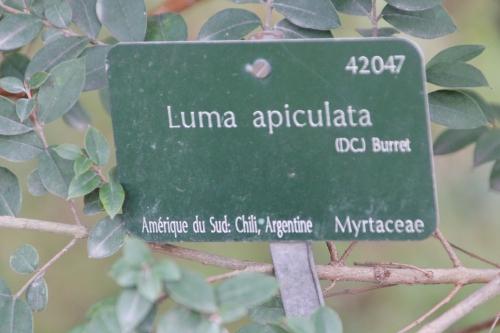 Luma apiculata