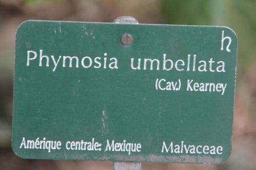 Phymosia umbellata